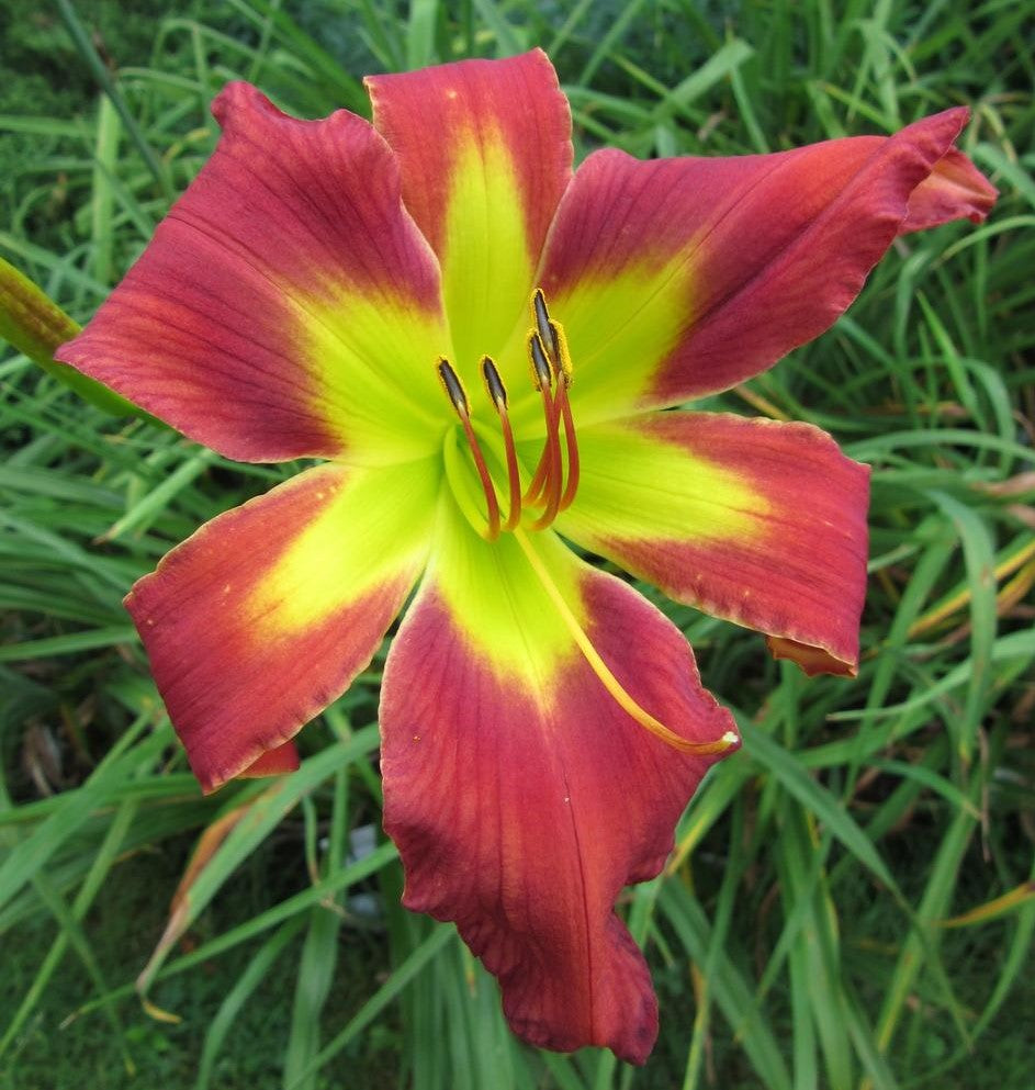 Maya Cha Cha Dynamic Daylilies