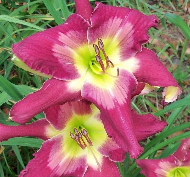 Purple Dynamic Daylilies