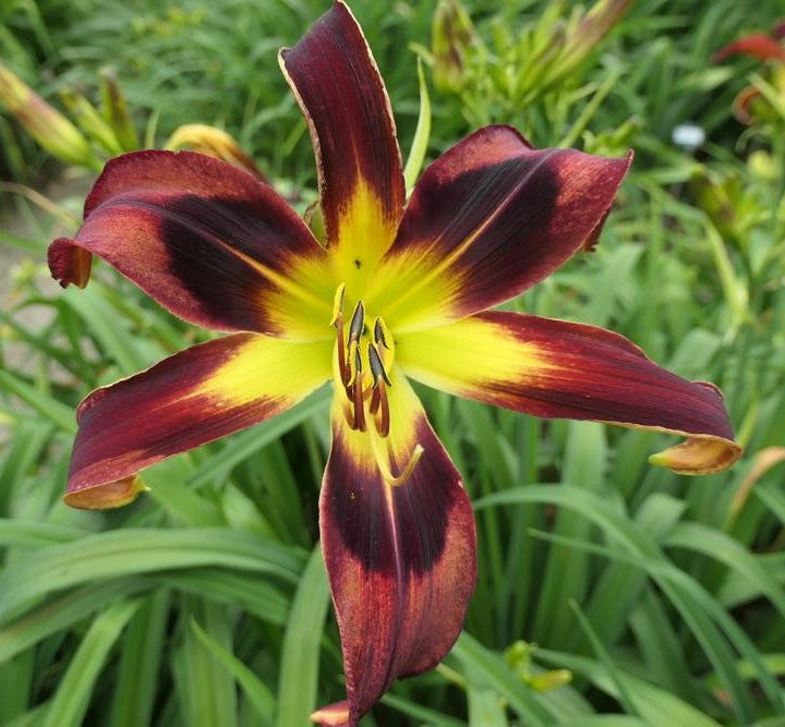 Dan Bachman – Dynamic Daylilies