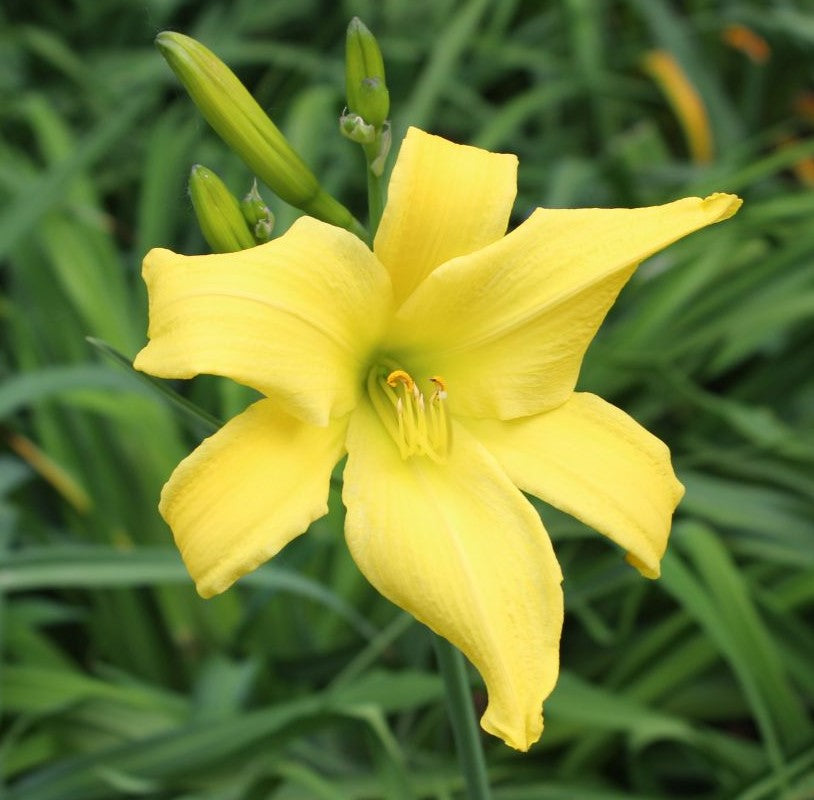 Lemon Pixie – Dynamic Daylilies