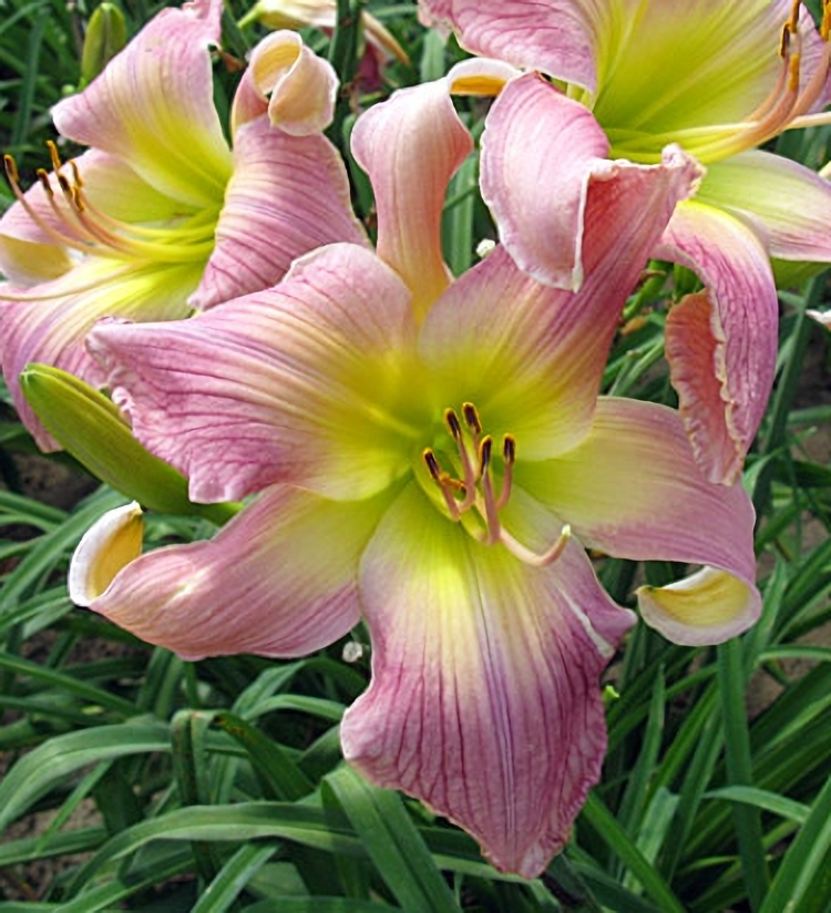 Mind That Bird – Dynamic Daylilies