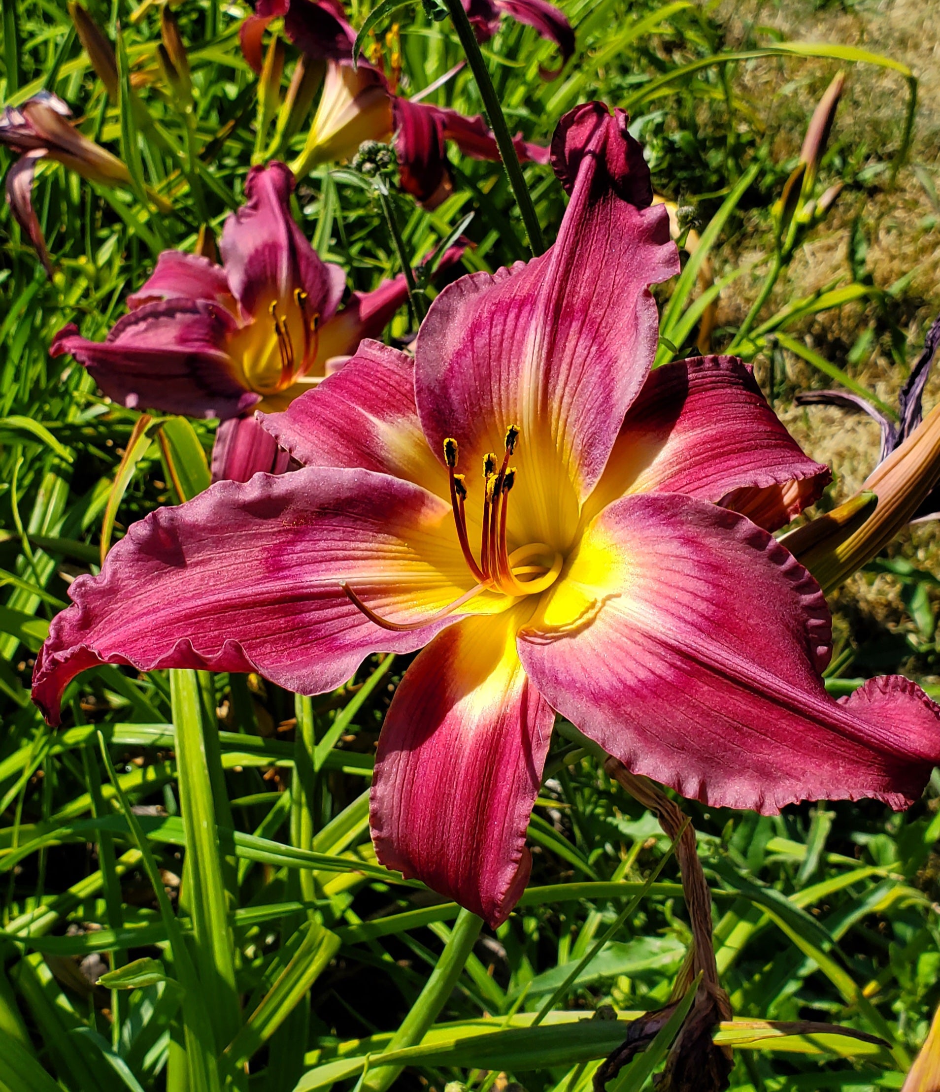 Purple Dynamic Daylilies